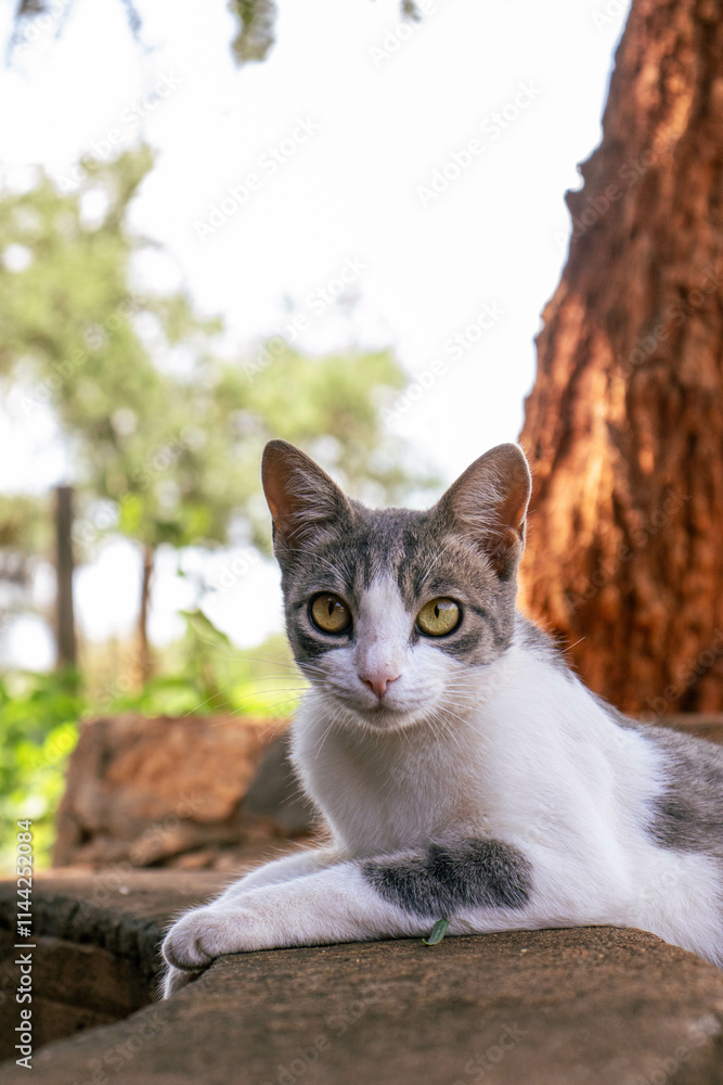 A cat resting on the pavement under shade on a warm summer day A cat resting on the pavement under shade on a warm summer day