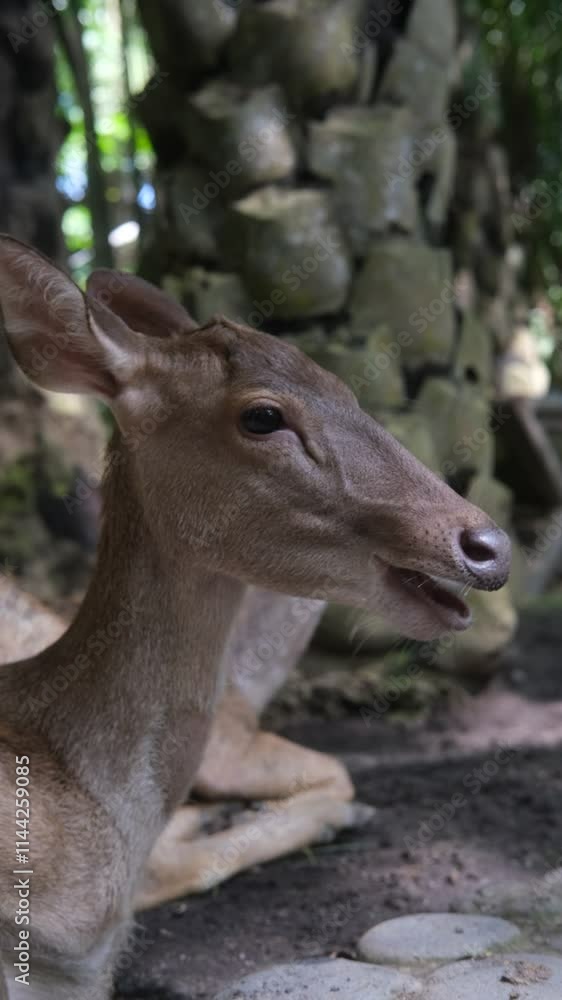 Close up portrait of Sambar deer chewing leaves and chomping with open mouth. Funny and cute face of brown furred deer in zoo where deer roam freely around the area. Close up portrait of Sambar deer chewing leaves and chomping with open mouth. Funny and cute face of brown furred deer in zoo where deer roam freely around the area.