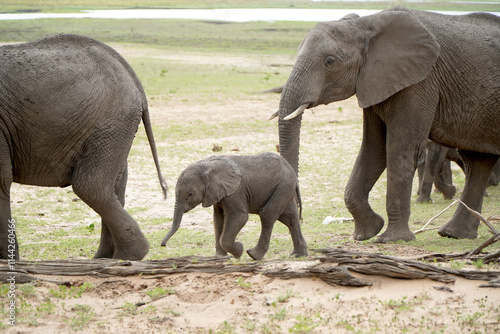 Photography African elephants in a national park
