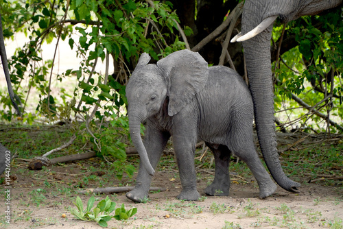 Photography African elephants in a national park