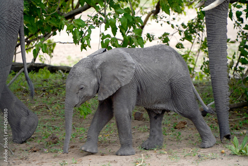 Photography African elephants in a national park