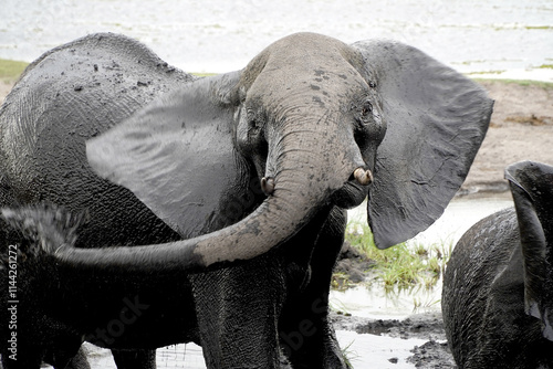 Canvas Print African elephants in a national park