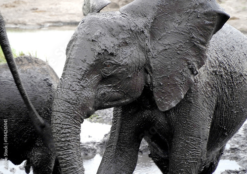 Canvas Print African elephants in a national park