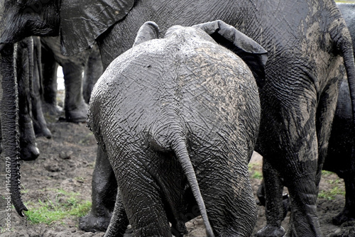 Photography African elephants in a national park
