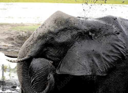 Photography African elephants in a national park