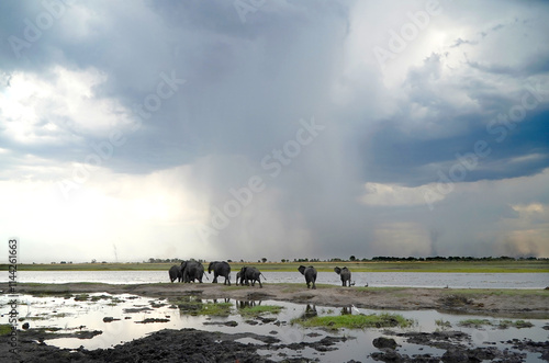 Photography African elephants in a national park