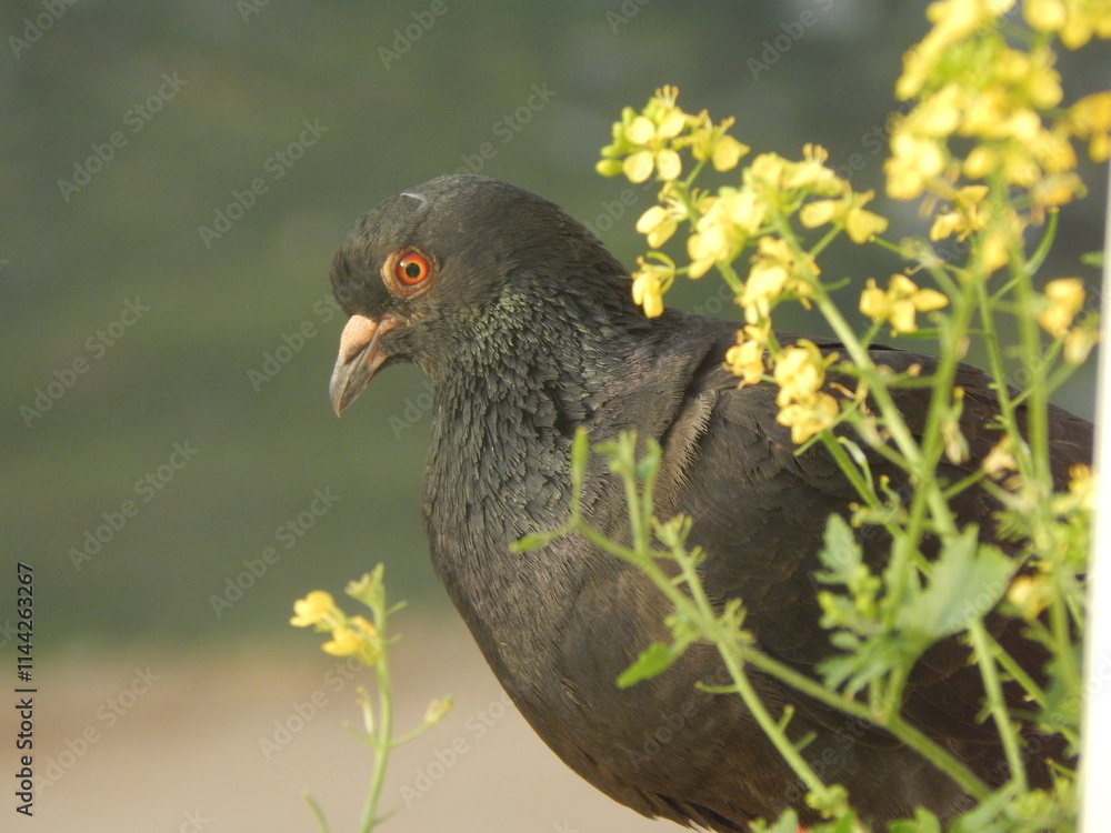 Obraz premium bird in the grass