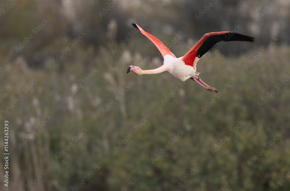 Obraz premium Greater Flamingo Phoenicopterus roseus from Camargue, southern France