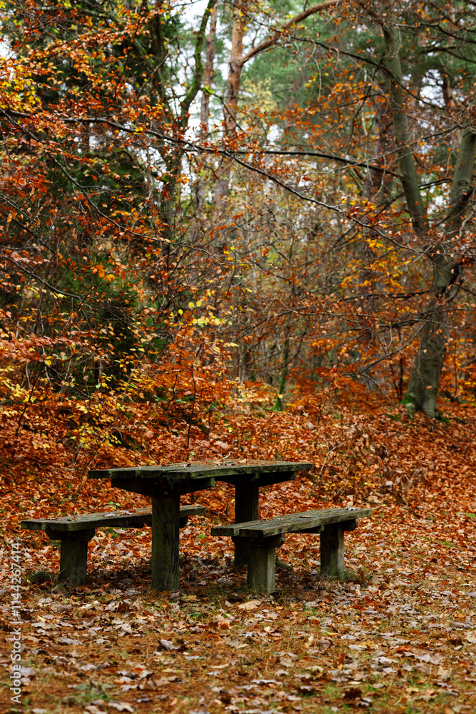 Place to relax. Table and benches on the lawn in the autumn forest Place to relax. Table and benches on the lawn in the autumn forest