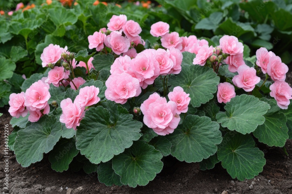 Begonias in Bloom: Closeup of High-Coloured Summer Flowers in Garden Bed Begonias in Bloom: Closeup of High-Coloured Summer Flowers in Garden Bed