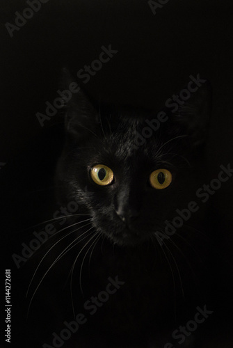 Schwarze Katze vor schwarzem HIntergrund photo