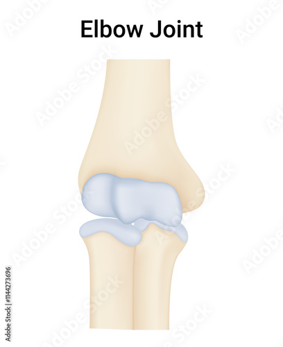 Elbow Joint Human Vector Illustration