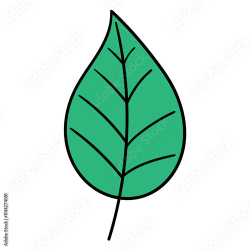 Hand drawn cartoon green basil leaf on white background.