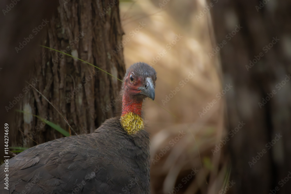 A portrait of an Australian Brush Turkey A portrait of an Australian Brush Turkey