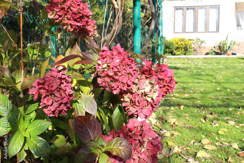 Dried hydrangea flowers in the garden in autumn