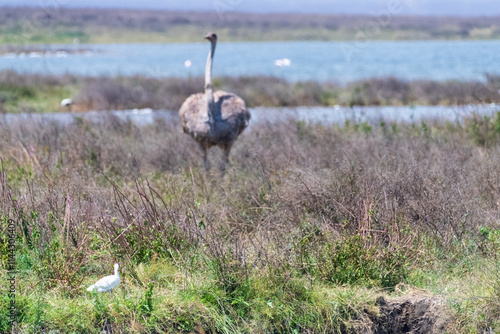 Telephoto of a female Somali Ostriche - Struthio molybdophanes- in the Ngorogoro Crater, Tanzania photo