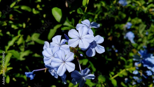 Beautiful Blue Flowers in Bloom in a Lush Garden Setting for Nature Photography