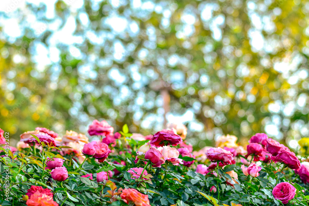 Obraz premium Colorful Blooming Rose Garden, colorful flowers blooming in spring, garden view.