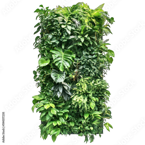 Lush Tropical Green Wall with Monstera and Fern Plants Isolated on White Background