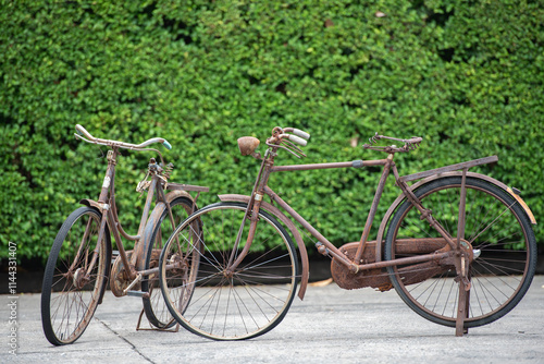 Old decay bicycle on green vine climbing garden wall outdoor. Rust Classic bike old bicycle on green garden wall retro style. Vine plant green leaves partition background.