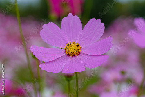 ピンク色のコスモスのクローズアップ