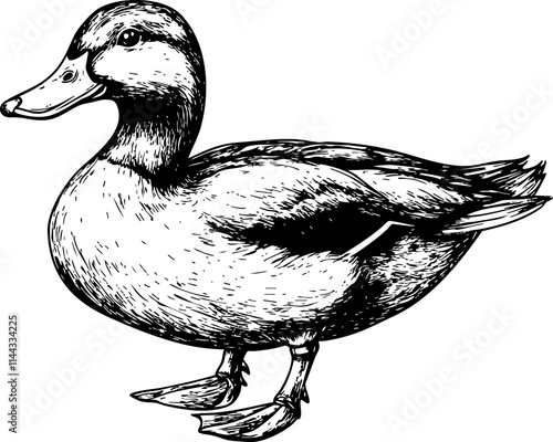 A detailed hand-drawn illustration of a duck, showcasing its features and natural beauty in a vintage style.