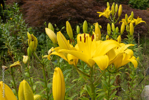 鮮やかな黄色いユリの花 photo