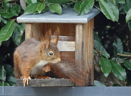 Moment magique, portrait d'un écureuil qui vient manger tous les jours dans mon jardin photo