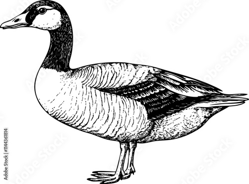 A detailed black and white illustration of a duck in profile, showcasing its features and natural beauty.