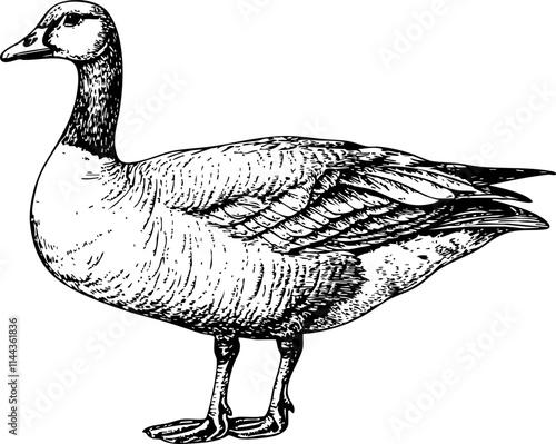 A detailed black and white illustration of a standing goose, showcasing its feathers and natural posture.