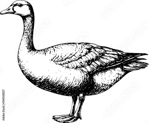 A detailed black and white illustration of a goose, showcasing its features and natural form.