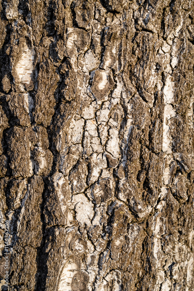 Fototapeta premium Tree bark (Birch) creating a natural and unique texture.