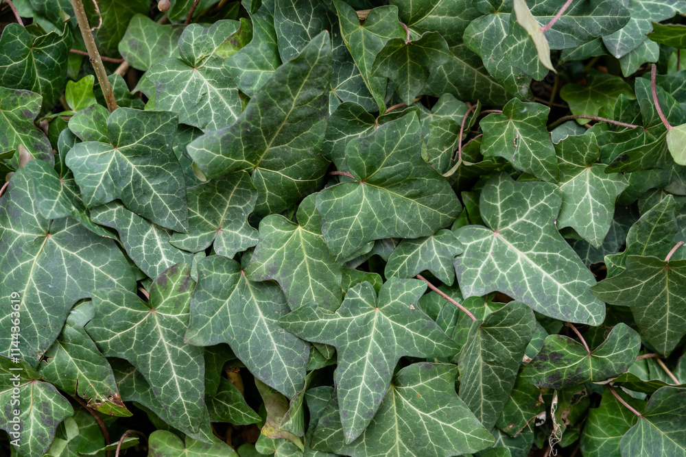 Natural background made of green ivy leaves. Natural background made of green ivy leaves.
