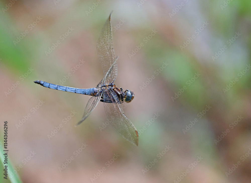 Male keeled skimmer (Orthetrum coerulescens) dragonfly in flight. Portrait of a beautiful blue dragonfly flying over a field. Dragonfly wings in motion. Asturias, Spain. Male keeled skimmer (Orthetrum coerulescens) dragonfly in flight. Portrait of a beautiful blue dragonfly flying over a field. Dragonfly wings in motion. Asturias, Spain.