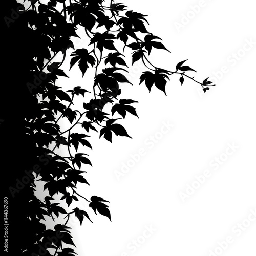 Black silhouette of climbing plant leaves on white background.