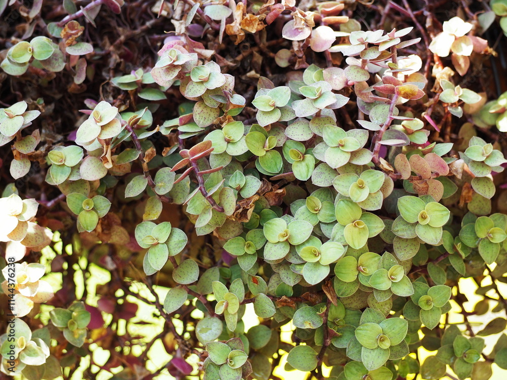 The Inch plant or Turtle vine has small, oval leaves that are all green with purple-red undersides. Creeping Inch Plant is a perennial succulent. Callisia repens is a small and cute ornamental plant.
The Inch plant or Turtle vine has small, oval leaves that are all green with purple-red undersides. Creeping Inch Plant is a perennial succulent. Callisia repens is a small and cute ornamental plant.