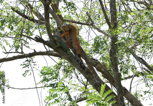 Orange male Iguana is perched on branch above, raising his wattles to make it look bigger than it actually is, impress female green iguana perched on branch below. Iguana iguana to courting each other photo