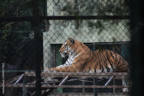 Indian Tiger is relaxing on her habitate photo