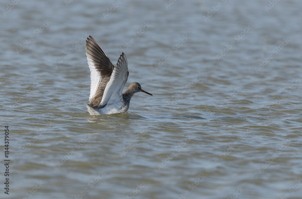 Fototapeta premium Common Sandpiper Tringa or Actitis hypoleucos wading