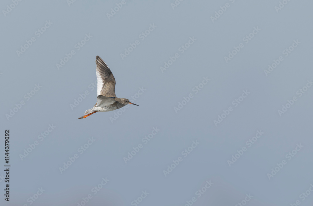 Obraz premium Common Sandpiper Tringa or Actitis hypoleucos wading
