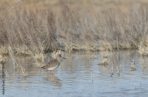 Common Sandpiper Tringa or Actitis hypoleucos wading
