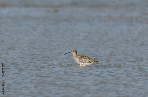Photography Common Sandpiper Tringa or Actitis hypoleucos wading
