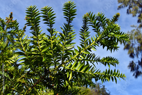 Detail of the green leaves of the bunya pine (Araucaria bidwillii)