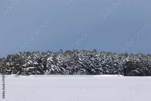 12月の新篠津村　大雪の翌日