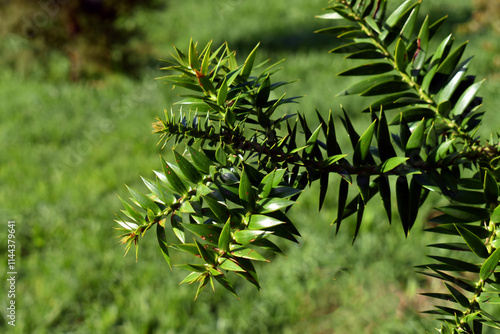 Detail of the green leaves of the bunya pine (Araucaria bidwillii)