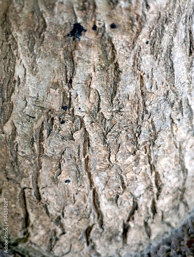 Natural Texture Pattern of Tree Bark