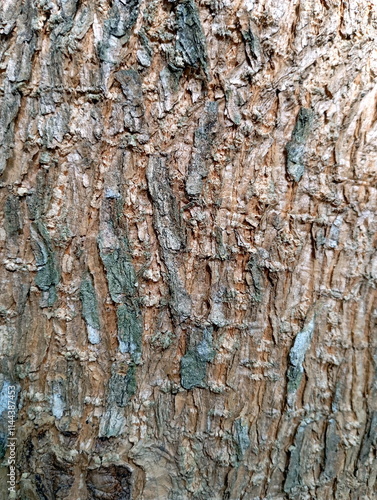 Natural Texture Pattern of Tree Bark