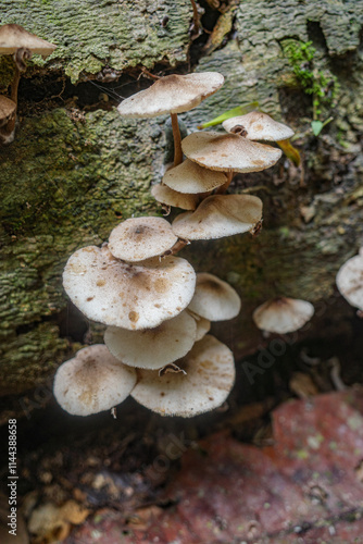 Tambopata, Peru - 28 Nov, 2024: Wild mushroom species growing on trees in the Amazon rainforest photo