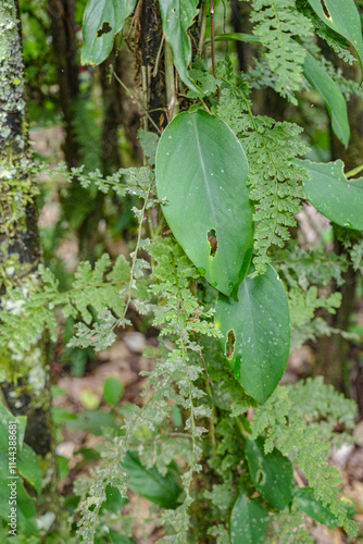 Tambopata, Peru - 28 Nov, 2024: Green plant leaf details in the Amazon rainforest, Peru photo