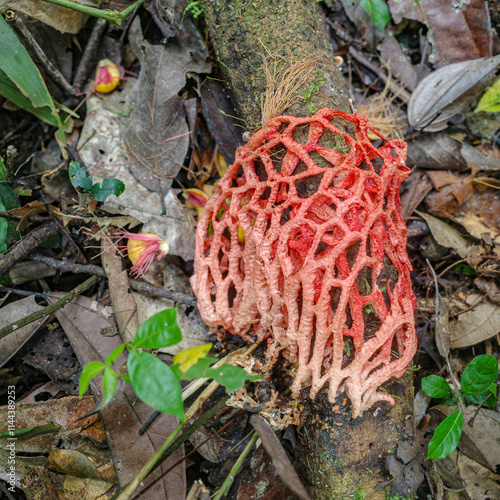 Tambopata, Peru - 27 Nov, 2024: Stinkhorn Fungi, Dictyophora indusiata, in the Amazon rainforest photo